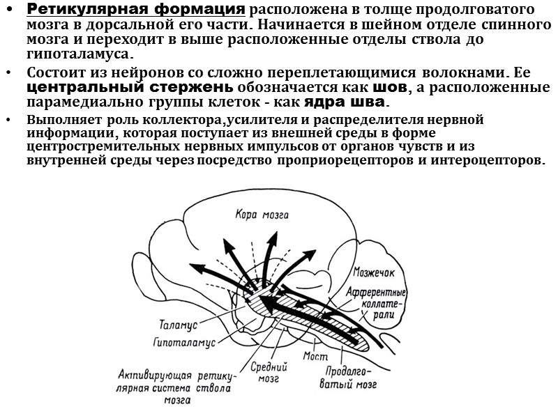 Ретикулярная формация расположена в толще продолговатого мозга в дорсальной его части. Начинается в шейном